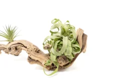 Medium Multi-Branched Grapewood Display - Choose Custom Tillandsia Air Plants -Air Plant Supply Store Tillandsia Air Plant Grapevine Wood Display Medium Multiple 2 1 scaled