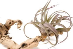 Medium Multi-Branched Grapewood Display - Choose Custom Tillandsia Air Plants -Air Plant Supply Store Tillandsia Air Plant Grapevine Wood Display Medium Multiple 5 1 scaled