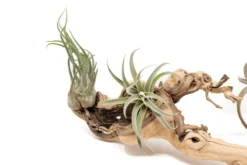 Medium Multi-Branched Grapewood Display With 3 Assorted Tillandsia Air Plants -Air Plant Supply Store Tillandsia Air Plant Grapevine Wood Display Medium Multiple 6 scaled