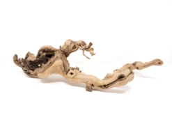 Medium Multi-Branched Grapewood Display With 3 Assorted Tillandsia Air Plants -Air Plant Supply Store Tillandsia Air Plant Grapevine Wood Display Medium Multiple 7 scaled