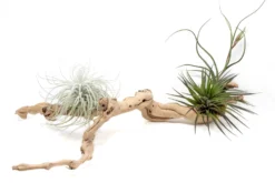 Grapewood Display - Multiple Sizes - With Or Without Tillandsia Air Plants -Air Plant Supply Store Tillandsia Air Plant Grapevine Wood Display Medium Multiple 8 2 scaled