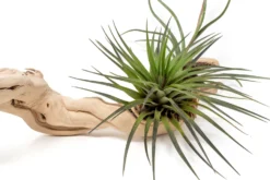 Medium Multi-Branched Grapewood Display With 3 Assorted Tillandsia Air Plants -Air Plant Supply Store Tillandsia Air Plant Grapevine Wood Display Medium Multiple 9 scaled