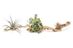 Medium Single Branch Grapewood Display With 3 Assorted Tillandsia Air Plants -Air Plant Supply Store Tillandsia Air Plant Grapevine Wood Display Medium Single 1 1 scaled