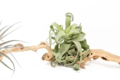 Medium Single Branch Grapewood Display With 3 Assorted Tillandsia Air Plants -Air Plant Supply Store Tillandsia Air Plant Grapevine Wood Display Medium Single 2 1 scaled
