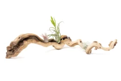 Medium Single Branch Grapewood Display With 3 Assorted Tillandsia Air Plants