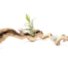 Grapewood Display - Multiple Sizes - With Or Without Tillandsia Air Plants