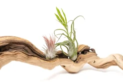 Medium Single Branch Grapewood Display - Choose Custom Tillandsia Air Plants -Air Plant Supply Store Tillandsia Air Plant Grapevine Wood Display Medium Single 5 scaled