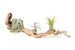 Grapewood Display - Multiple Sizes - With Or Without Tillandsia Air Plants -Air Plant Supply Store Tillandsia Air Plant Grapevine Wood Display Medium Single 7 1 scaled