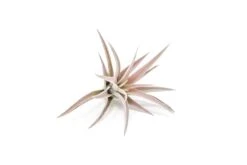 The Elegant Collection Of 5 Tillandsia Air Plants + 1 Year Fertilizer Pack -Air Plant Supply Store Tillandsia Air Plant Harrisii 1 61d830cd 3d92 4ba2 85f6 6601715d896e