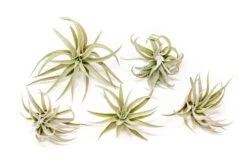 Tillandsia Harrisii Air Plants -Air Plant Supply Store Tillandsia Air Plant Harrisii 1 8fb735d6 0a37 41a3 9054 936b977bfb97
