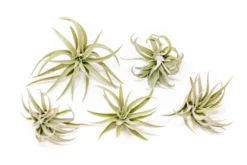 Tillandsia Harrisii Air Plants -Air Plant Supply Store Tillandsia Air Plant Harrisii 1 8fb735d6 0a37 41a3 9054 936b977bfb97 scaled