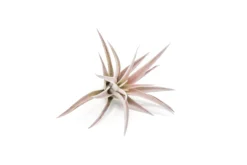 SALE - The Elegant Collection Of Tillandsia Air Plants - Set Of 10, 20, Or 30 - 60% Off 11 SALE - The Elegant Collection Of Tillandsia Air Plants - Set Of 10, 20, Or 30 - 60% Off -Air Plant Supply Store Tillandsia Air Plant Harrisii 1 cc92d8dd ec04 4c01 8dd5 81b5b581f9b9 scaled