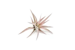 Tillandsia Harrisii Air Plants -Air Plant Supply Store Tillandsia Air Plant Harrisii 2 2 21379f99 b1a4 4460 8eec 58b0d22a4a74 scaled