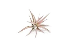 The Mayan Collection Of Tillandsia Air Plants -Air Plant Supply Store Tillandsia Air Plant Harrisii 2 373ce63e e11d 4e13 b044 4186dcd00fc5