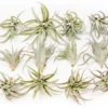 SALE - Tillandsia Harrisii Air Plants - Set Of 10, 15, Or 20 - 60% Off