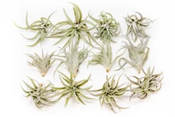 Tillandsia Harrisii Air Plants -Air Plant Supply Store Tillandsia Air Plant Harrisii 3 12b57047 0057 45aa a8b5 08b452317d2e scaled