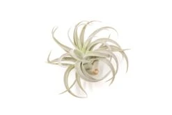 Tillandsia Harrisii Air Plants -Air Plant Supply Store Tillandsia Air Plant Harrisii 4 1 1922f47b 6d26 4df0 b3bf f8a456faf8d8