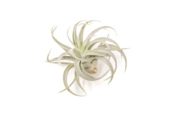 Large Tillandsia Air Plant Variety Pack - 5 Big Plants 9 Large Tillandsia Air Plant Variety Pack - 5 Big Plants -Air Plant Supply Store Tillandsia Air Plant Harrisii 4 745bf44a 7a71 4dea a5b4 e427d8041ef0 scaled