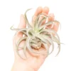 Large Tillandsia Harrisii Air Plants / 5-7 Inch Plants