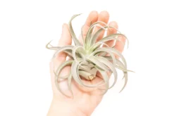 Large Tillandsia Air Plant Variety - Set Of 10, 15, Or 20 - 40% Off -Air Plant Supply Store Tillandsia Air Plant Harrisii 5 3fe65971 f810 434e 9baf a9e571be8589 scaled