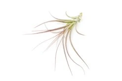 Tillandsia Heather's Blush Air Plant -Air Plant Supply Store Tillandsia Air Plant Heathers Blush 1