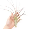Tillandsia Heather's Blush Air Plant