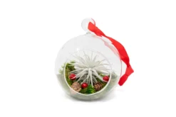 Festive Forest Terrarium/Ornaments With Custom Air Plant -Air Plant Supply Store Tillandsia Air Plant Holiday Gift Terrarium Festive scaled
