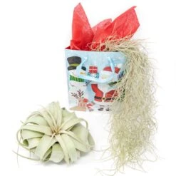 Holiday Gift Wrapped Tillandsia Xerographica With Spanish Moss