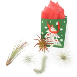 Holiday Gift Wrapped "Five Festive Air Plants" Assortment