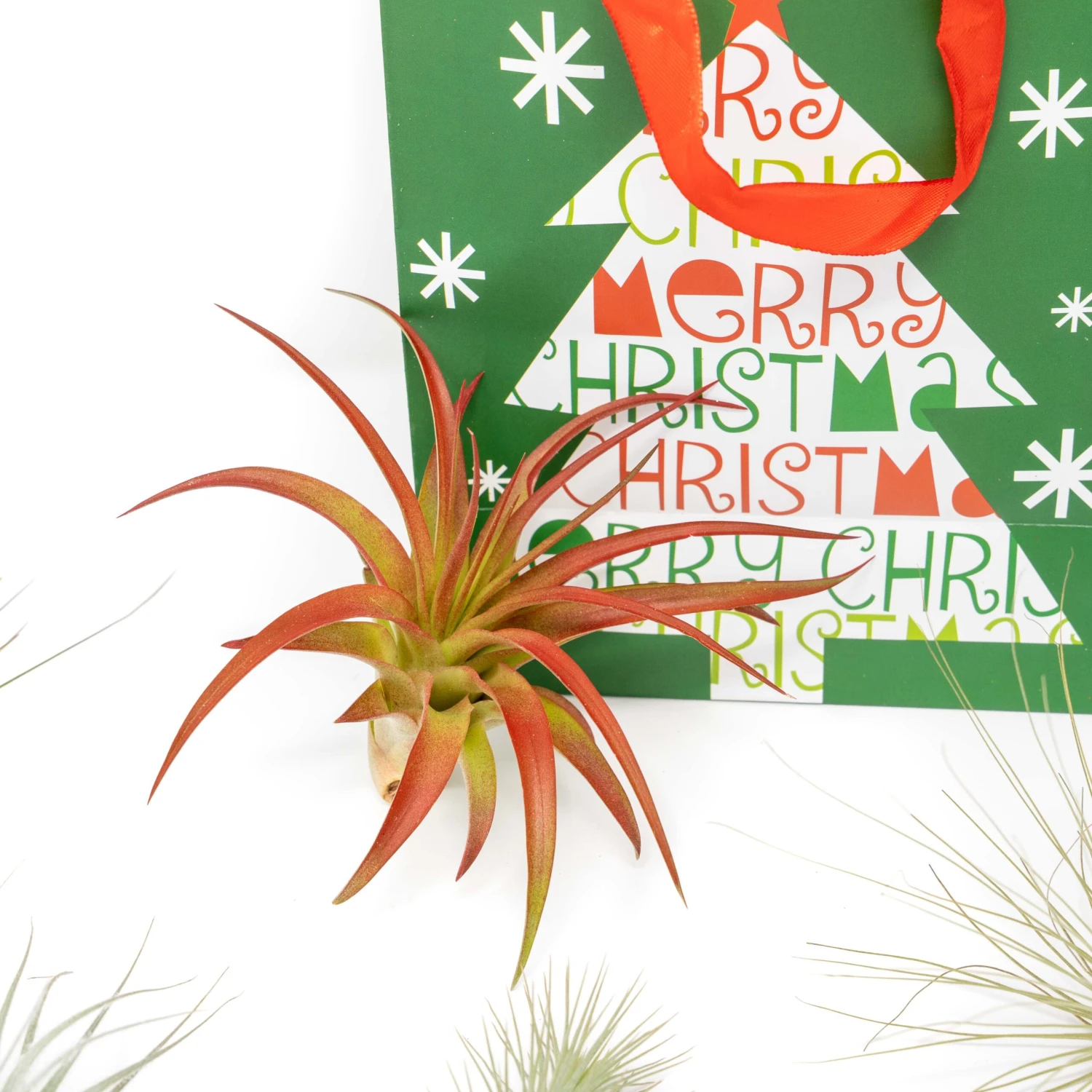 Holiday Gift Wrapped "Five Festive Air Plants" Assortment 2 Holiday Gift Wrapped "Five Festive Air Plants" Assortment - Image 2