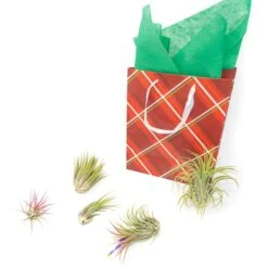 Holiday Gift Wrapped Ionantha Collection Of 5 Ionantha