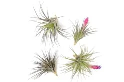 Tillandsia Stricta 'Midnight' Hybrid Air Plants -Air Plant Supply Store Tillandsia Air Plant Houston 4