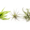 SALE - The Inca Collection Of Tillandsia Air Plants - Sets Of 9 Or 18 - 30% Off