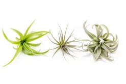 SALE - The Inca Collection Of Tillandsia Air Plants - Sets Of 9 Or 18 - 30% Off