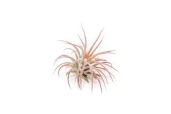 [IN BLUSH NOW!] Tillandsia Ionantha Fuego Air Plants -Air Plant Supply Store Tillandsia Air Plant Ionantha Fuego 1