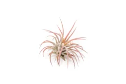 [IN BLUSH NOW!] Tillandsia Ionantha Fuego Air Plants -Air Plant Supply Store Tillandsia Air Plant Ionantha Fuego 1 scaled