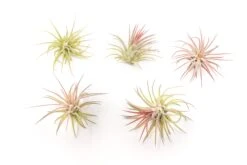 [IN BLUSH NOW!] Tillandsia Ionantha Fuego Air Plants -Air Plant Supply Store Tillandsia Air Plant Ionantha Fuego 5