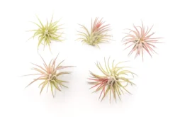 [IN BLUSH NOW!] Tillandsia Ionantha Fuego Air Plants -Air Plant Supply Store Tillandsia Air Plant Ionantha Fuego 5 scaled