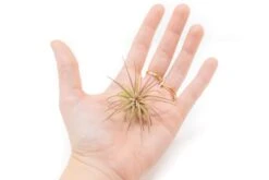 [IN BLUSH NOW!] Tillandsia Ionantha Fuego Air Plants -Air Plant Supply Store Tillandsia Air Plant Ionantha Fuego 6