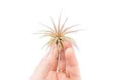 [IN BLUSH NOW!] Tillandsia Ionantha Fuego Air Plants -Air Plant Supply Store Tillandsia Air Plant Ionantha Fuego 7
