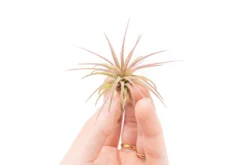 [IN BLUSH NOW!] Tillandsia Ionantha Fuego Air Plants -Air Plant Supply Store Tillandsia Air Plant Ionantha Fuego 7 scaled
