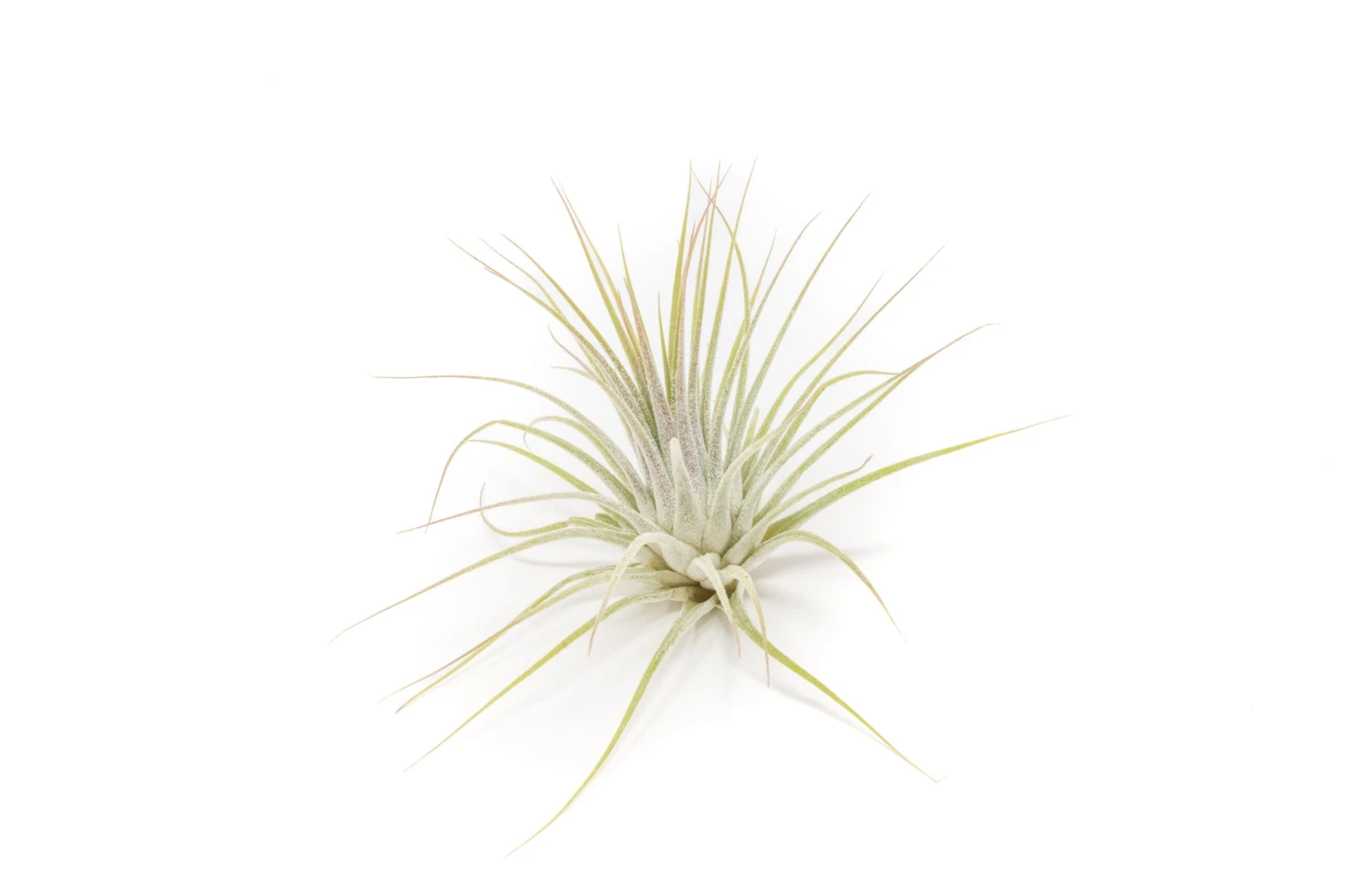 SALE - Tillandsia Ionantha Guatemala Air Plants - Set Of 10, 20 Or 50 Air Plants - 70% Off 2 SALE - Tillandsia Ionantha Guatemala Air Plants - Set Of 10, 20 Or 50 Air Plants - 70% Off - Image 2