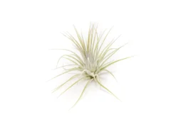 SALE - The Yucatan Collection Of Tillandsia Air Plants - Set Of 10 Or 20 - 50% Off 9 SALE - The Yucatan Collection Of Tillandsia Air Plants - Set Of 10 Or 20 - 50% Off -Air Plant Supply Store Tillandsia Air Plant Ionantha Guatemala 1 6267e037 3ca7 41a5 94a6 4cdd745eb6bd 1 scaled