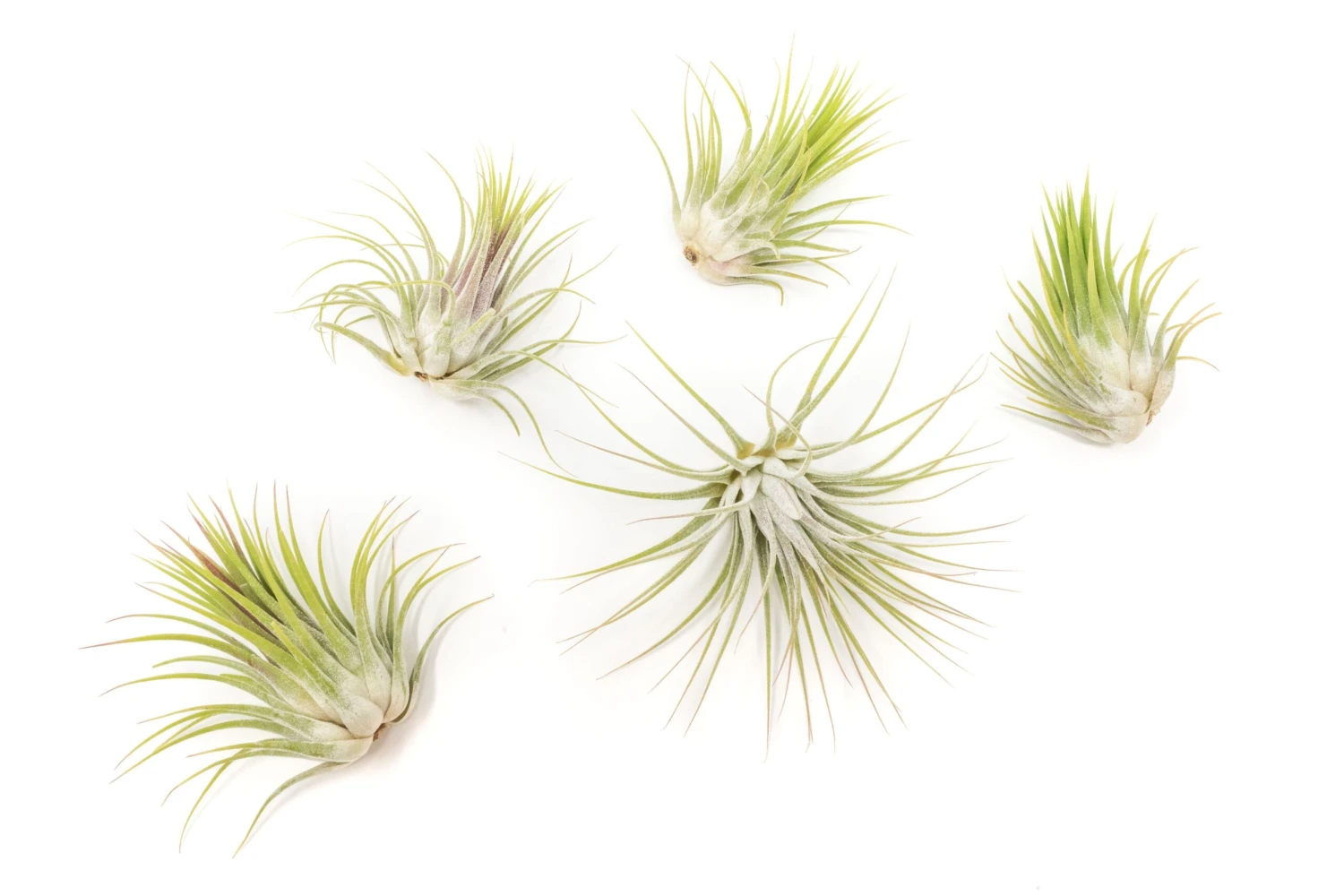 SALE - Tillandsia Ionantha Guatemala Air Plants - Set Of 10, 20 Or 50 Air Plants - 70% Off 1 SALE - Tillandsia Ionantha Guatemala Air Plants - Set Of 10, 20 Or 50 Air Plants - 70% Off
