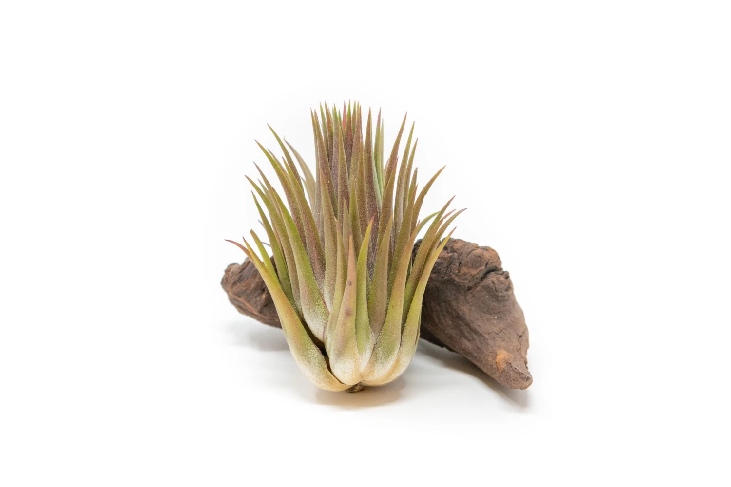 SALE - Tillandsia Ionantha Guatemala "Macho" Air Plants - Set Of 5 Or 10 - 30% Off 3 SALE - Tillandsia Ionantha Guatemala "Macho" Air Plants - Set Of 5 Or 10 - 30% Off - Image 3