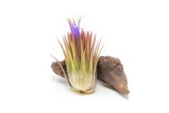 Air Plant Supply Store -Air Plant Supply Store Tillandsia Air Plant Ionantha Macho 2 be757329 d760 41ba be67 a2dd400911d9 scaled