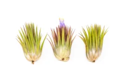 Tillandsia Ionantha Guatemala "Macho" Air Plant -Air Plant Supply Store Tillandsia Air Plant Ionantha Macho 3 scaled