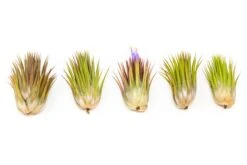 SALE - Tillandsia Ionantha Guatemala "Macho" Air Plants - Set Of 5 Or 10 - 30% Off 7 SALE - Tillandsia Ionantha Guatemala "Macho" Air Plants - Set Of 5 Or 10 - 30% Off -Air Plant Supply Store Tillandsia Air Plant Ionantha Macho 4 852b1ed5 e547 4c6b 87e2 b85b411ca334