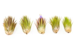 SALE - Tillandsia Ionantha Guatemala "Macho" Air Plants - Set Of 5 Or 10 - 30% Off -Air Plant Supply Store Tillandsia Air Plant Ionantha Macho 4 852b1ed5 e547 4c6b 87e2 b85b411ca334 scaled