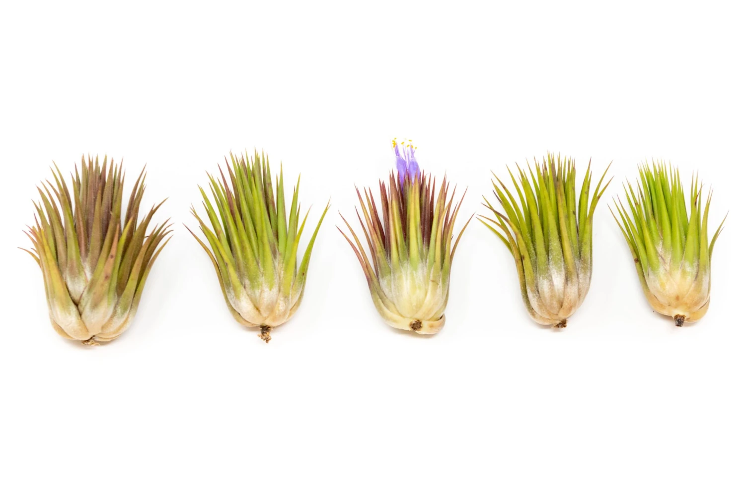 SALE - Tillandsia Ionantha Guatemala "Macho" Air Plants - Set Of 5 Or 10 - 30% Off 4 SALE - Tillandsia Ionantha Guatemala "Macho" Air Plants - Set Of 5 Or 10 - 30% Off - Image 4